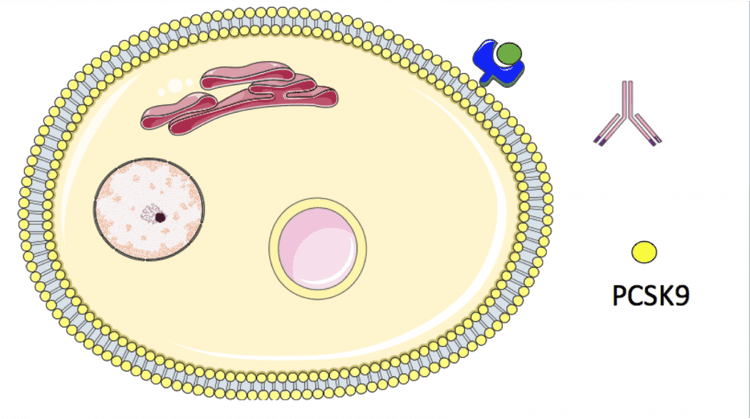 Inibidores da PCSK9: manual de instruções