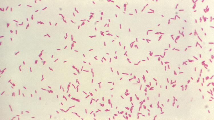 O que temos de evidência atual no tratamento de Stenotrophomonas maltophilia?