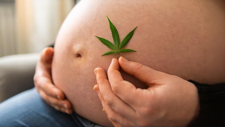 Cannabis na Gestação