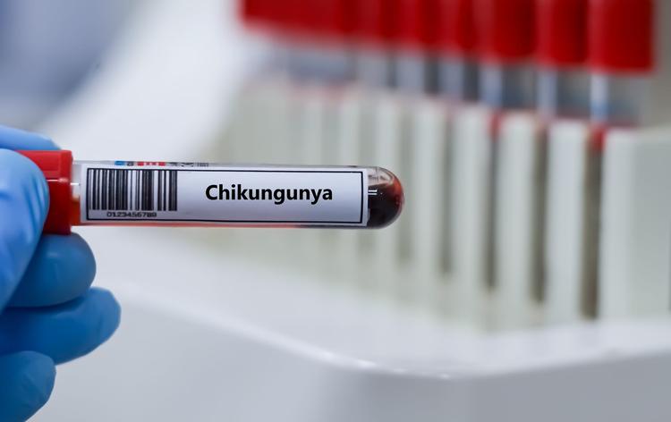 sangue avaliado com vírus chikungunya