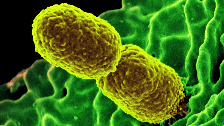 Entenda a superbactéria resistente a antibióticos que levou ao esvaziamento de UTI