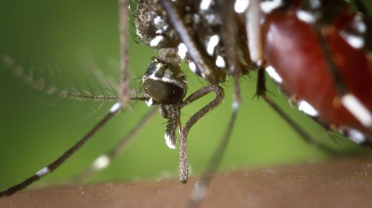 Crianças infectadas com Chikungunya na gestação têm maior risco de hospitalização
