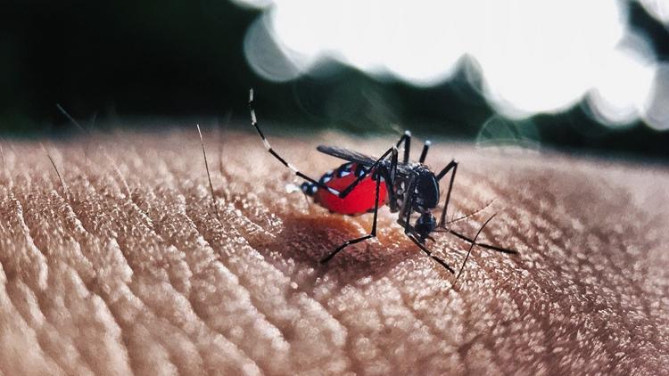 Dengue no Brasil: Queda de 75% nos casos marca avanço em doenças infecciosas