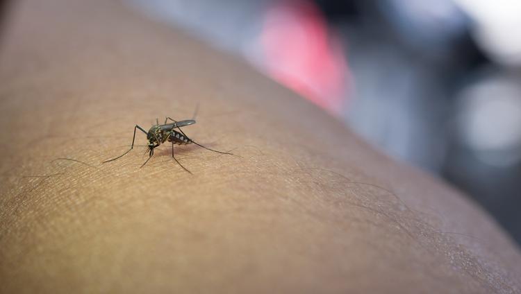 São Paulo tem a primeira morte por febre amarela no estado em 2026