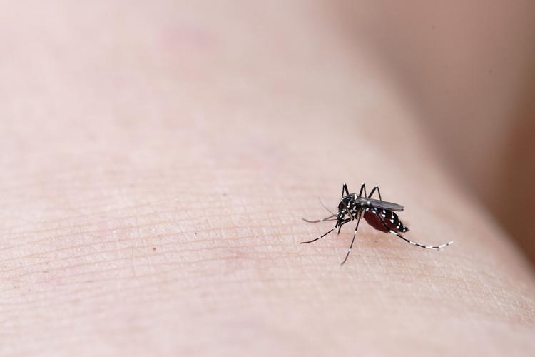 Estudo aponta que dengue eleva em 17 vezes o risco de síndrome de Guillain-Barré