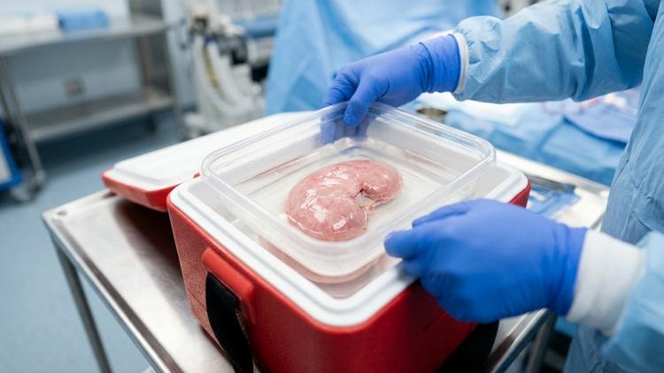trombose da artéria hepática após transplante hepático